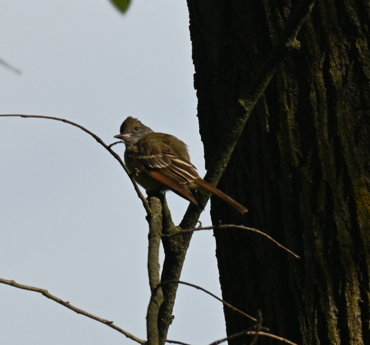 Great Crested Flycatcher - ML574033111