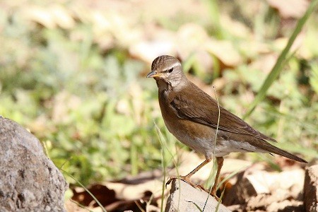 Eyebrowed Thrush - ML57403421