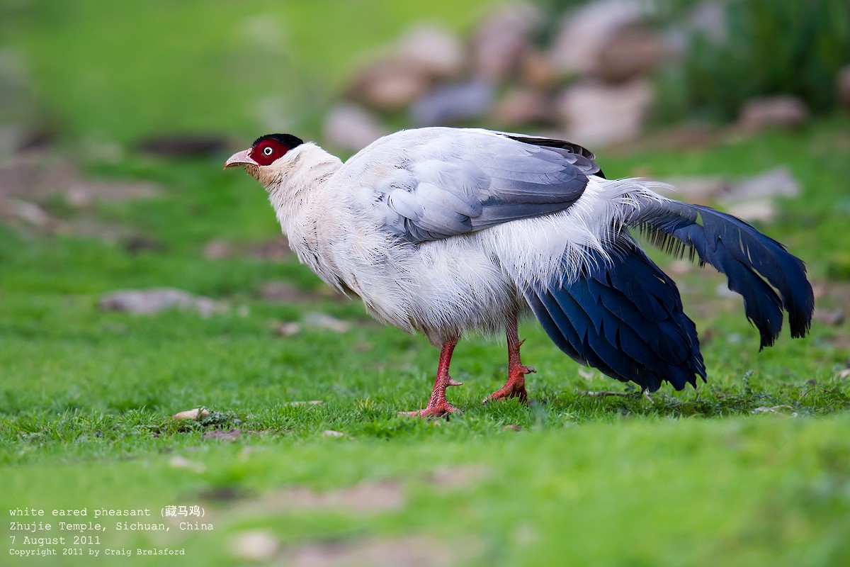 White Eared-Pheasant - Craig Brelsford