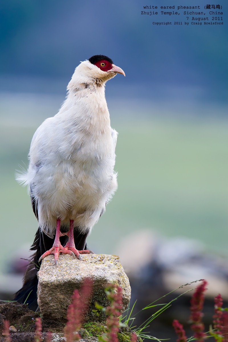 White Eared-Pheasant - Craig Brelsford