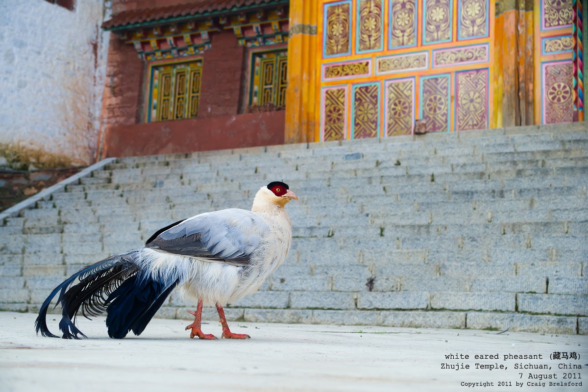 White Eared-Pheasant - ML57403561