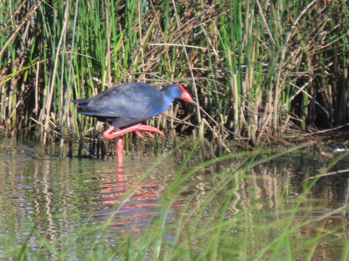 Western Swamphen - ML574036221