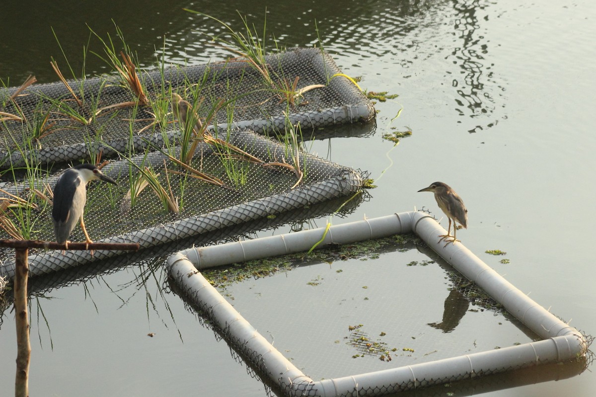 Black-crowned Night Heron - ML57403631