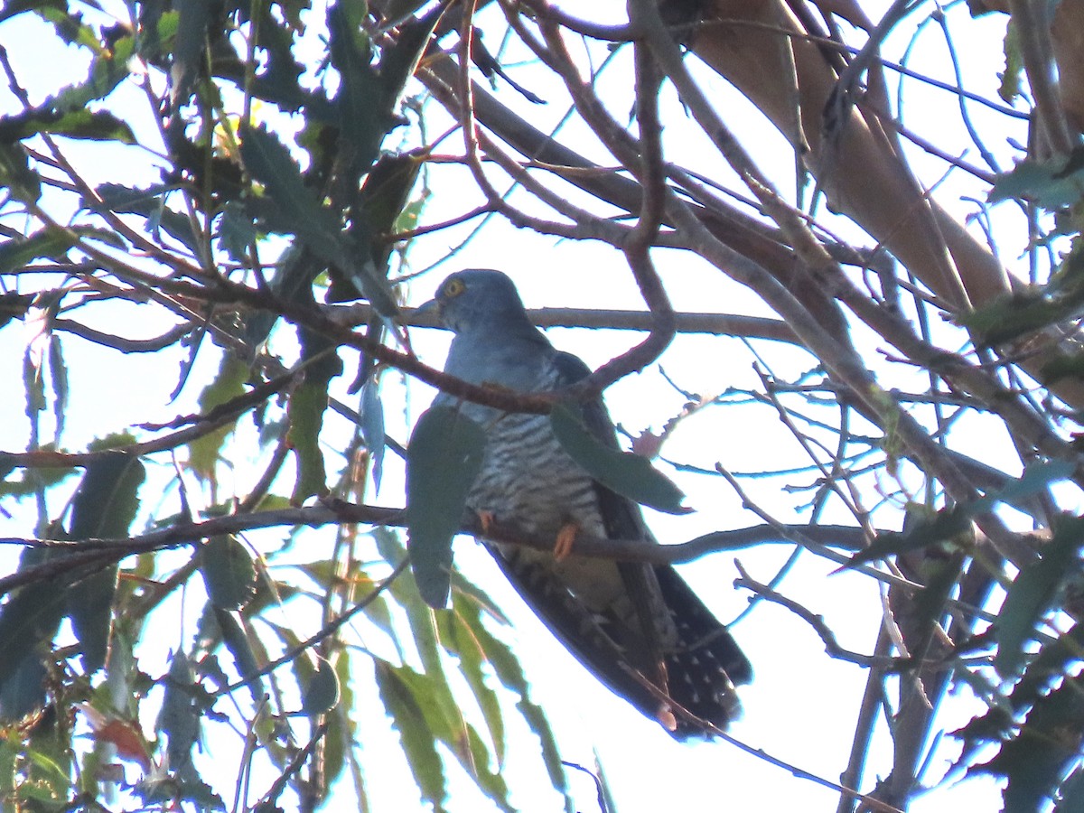 Common Cuckoo - ML574036491