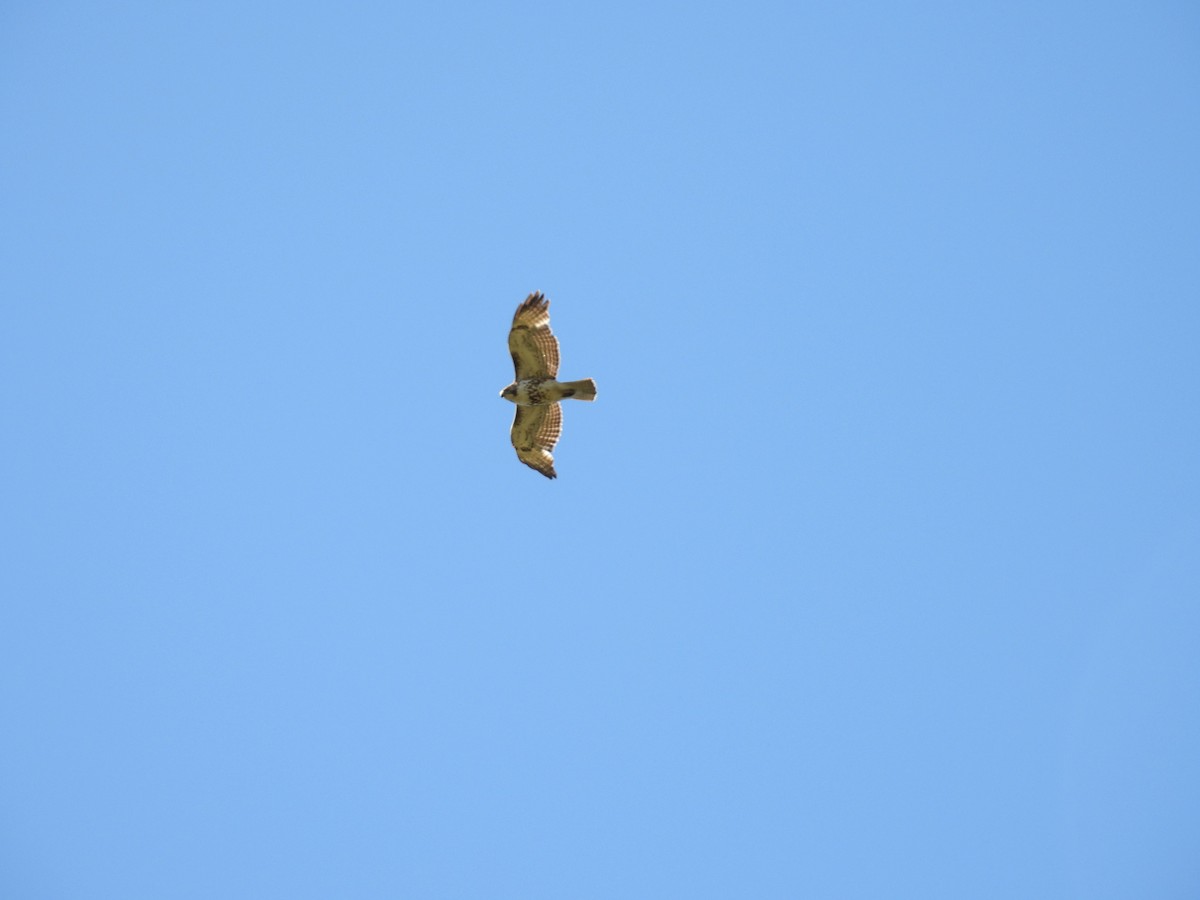 Red-tailed Hawk - ML574036711