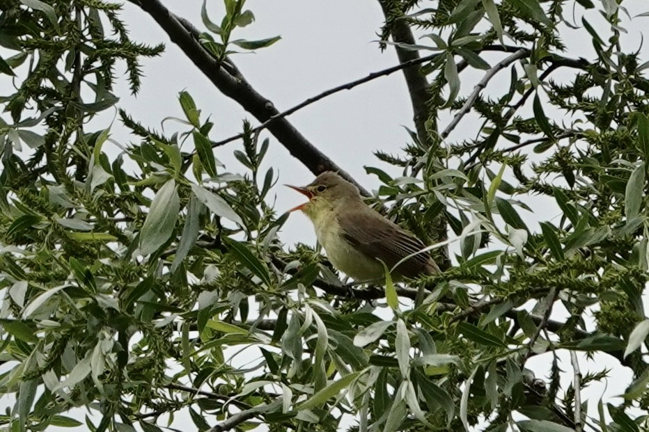 Icterine Warbler - ML574037281