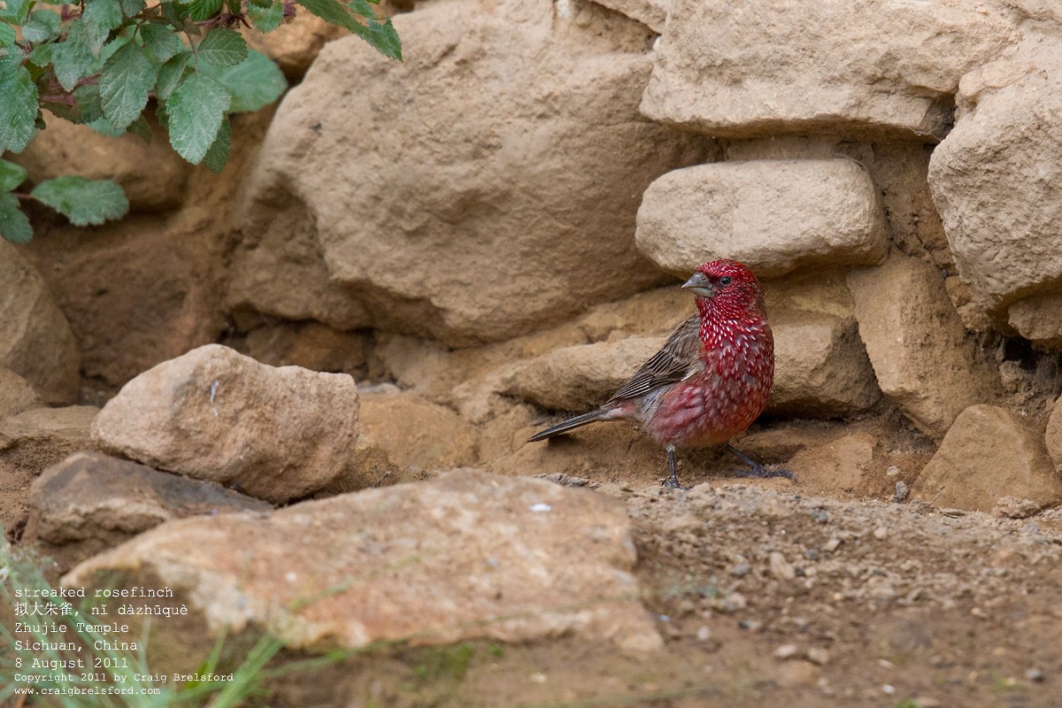Streaked Rosefinch - Craig Brelsford