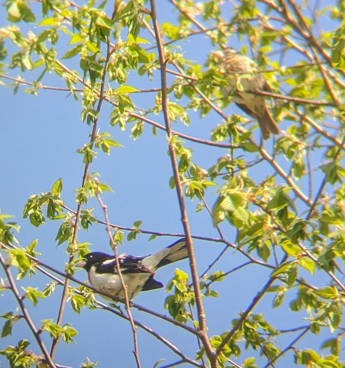 Rose-breasted Grosbeak - ML574037821