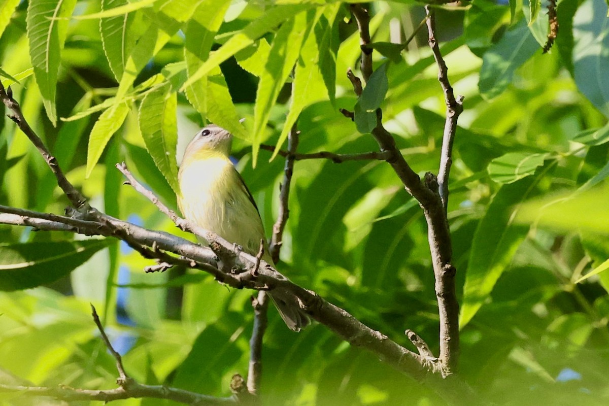 Philadelphia Vireo - ML574039061