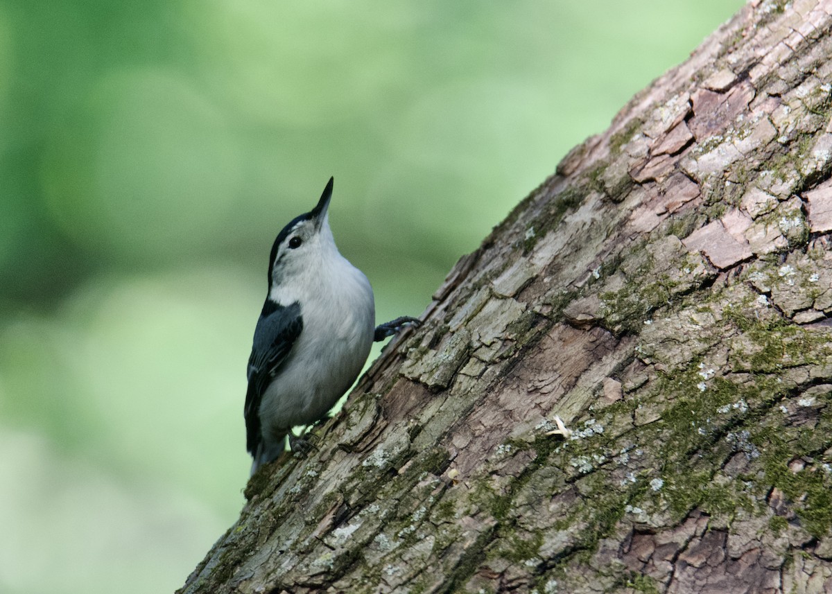 White-breasted Nuthatch - ML574039581
