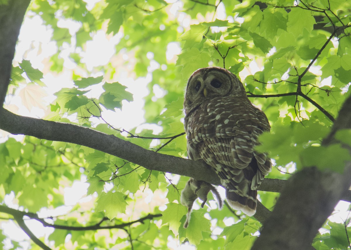 Barred Owl - ML574039751