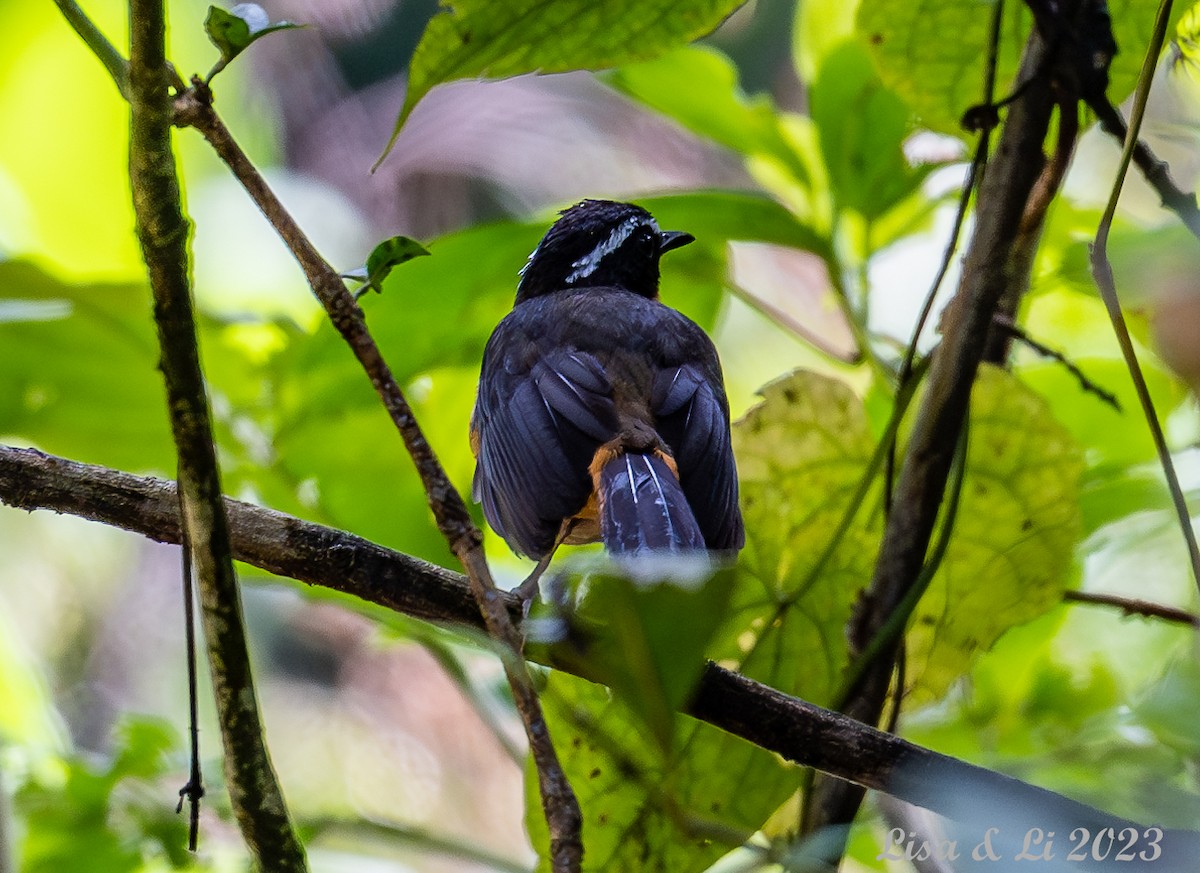 Blue-shouldered Robin-Chat - ML574040591