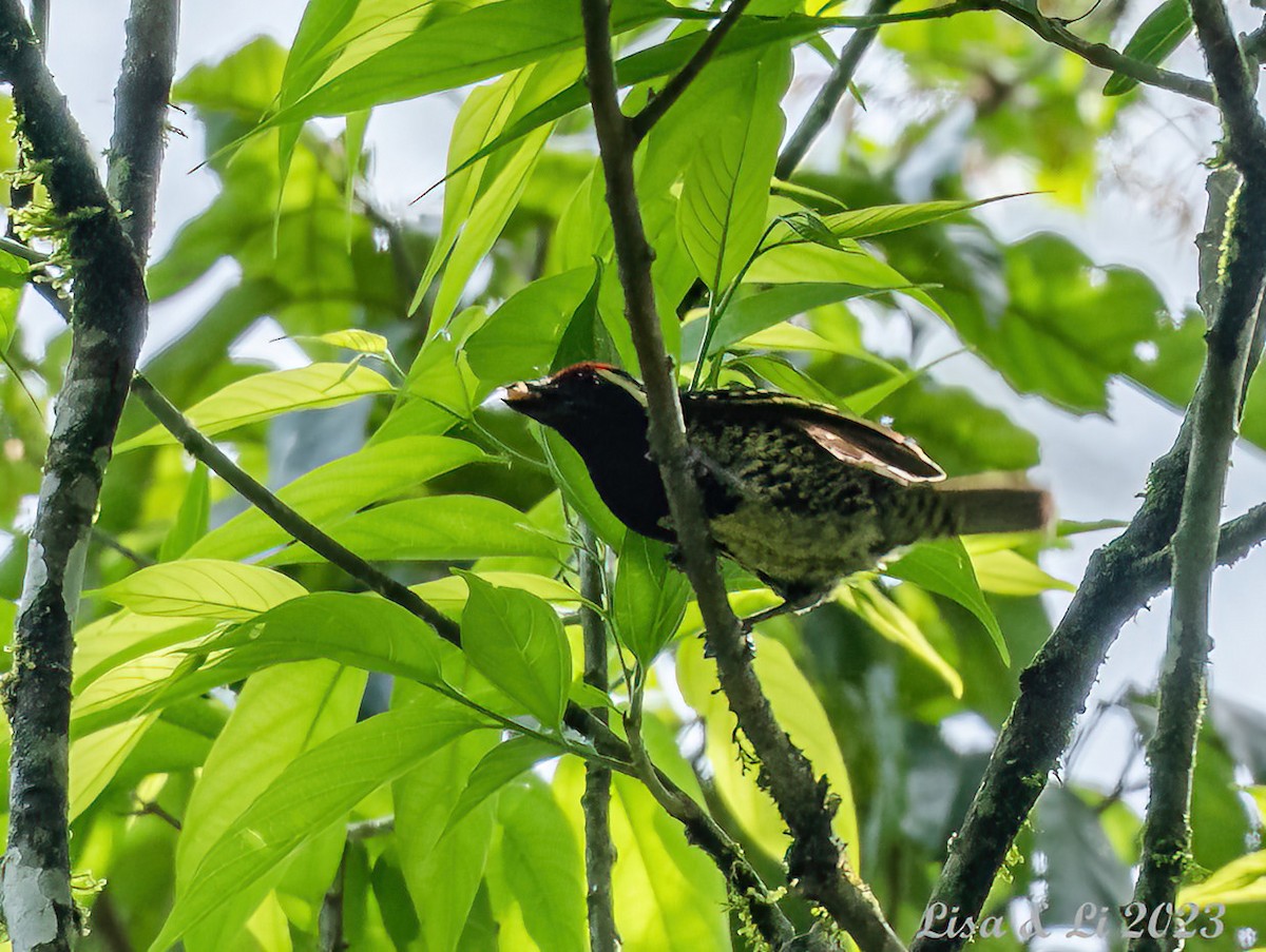 Sarı Benekli Barbet - ML574040901