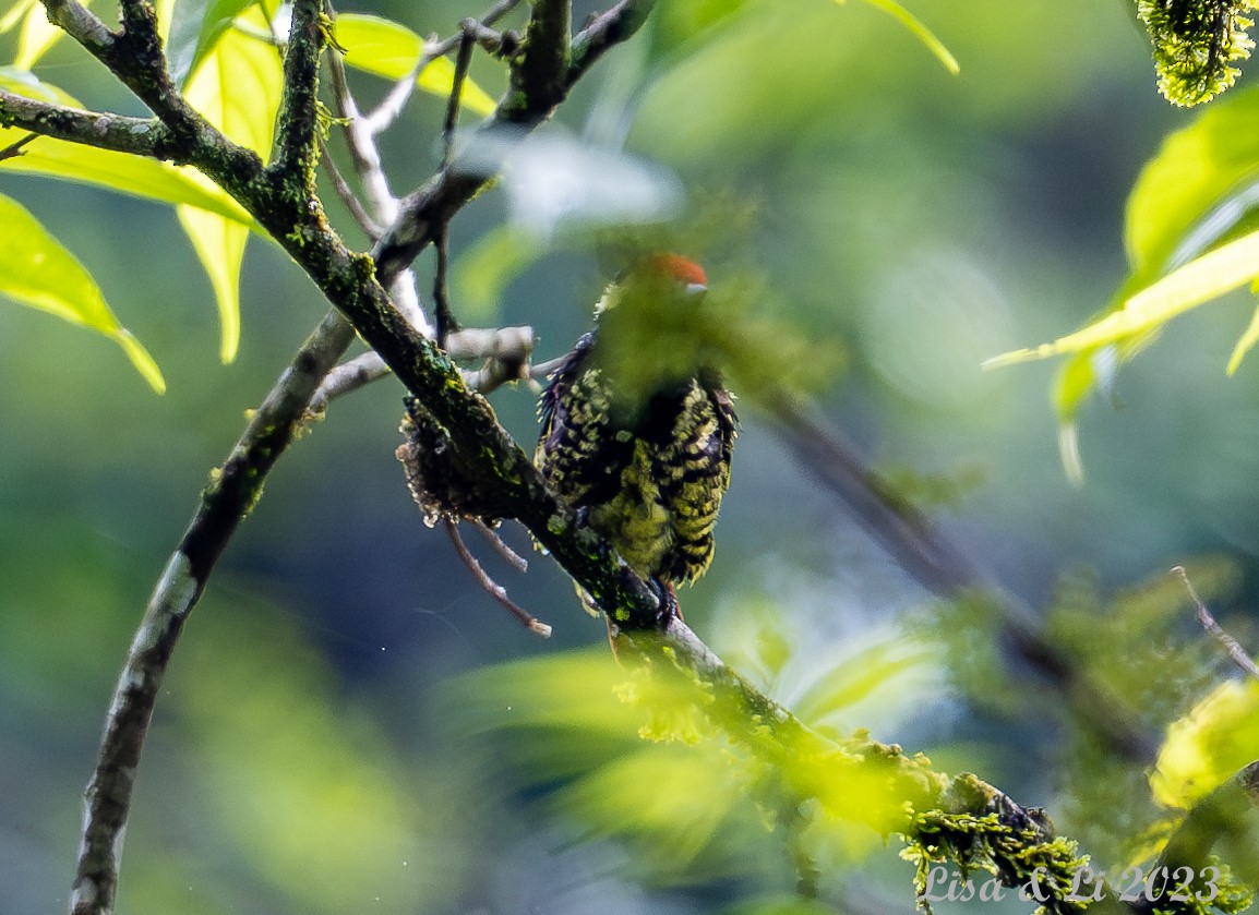Yellow-spotted Barbet - ML574040911