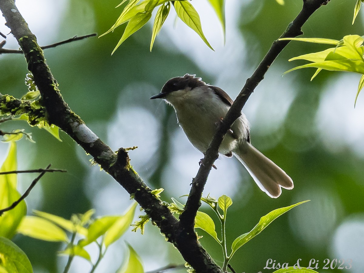 Buff-throated Apalis - Lisa & Li Li