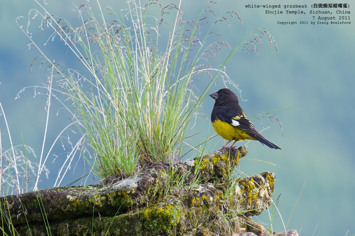 White-winged Grosbeak - ML57404191