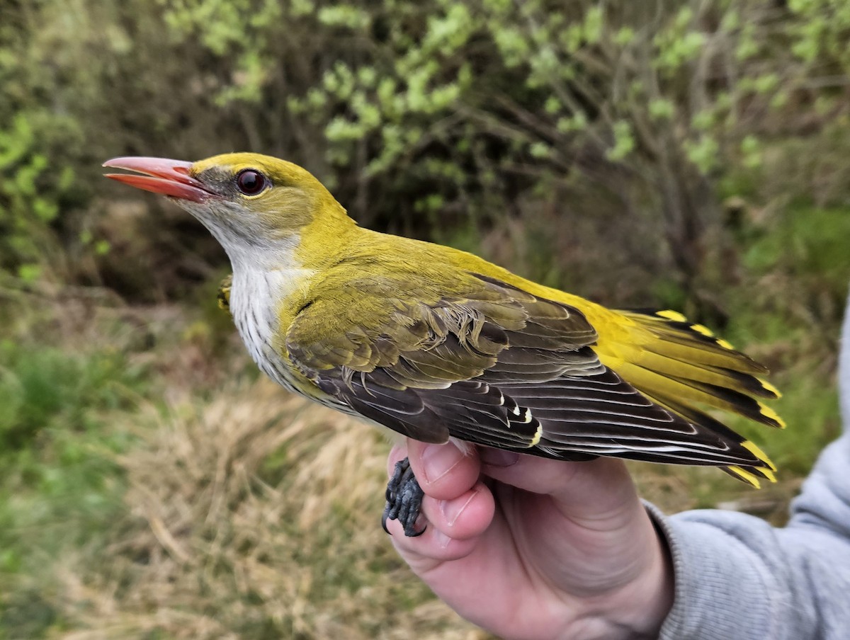 Eurasian Golden Oriole - Espen Helgesen