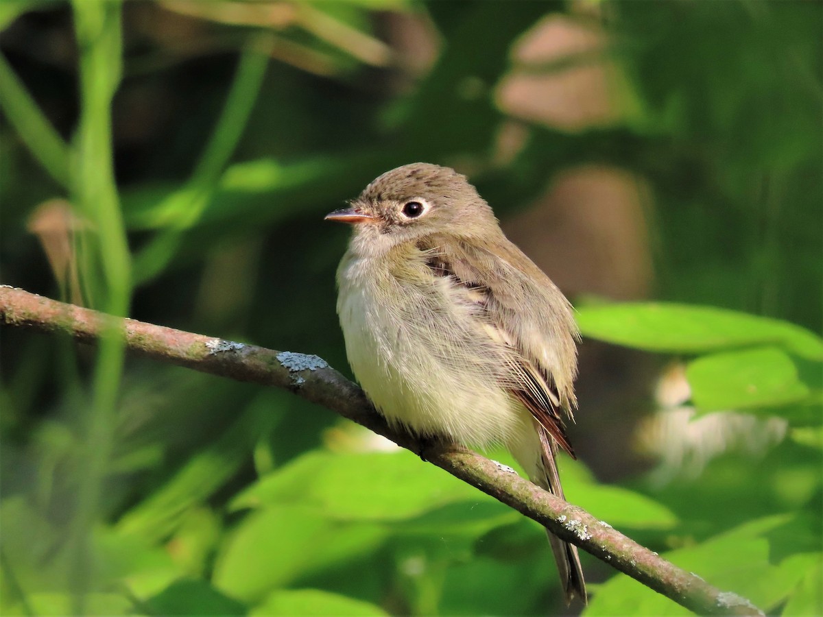 Least Flycatcher - ML574043121