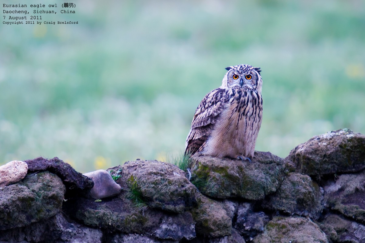 Eurasian Eagle-Owl - ML57404391