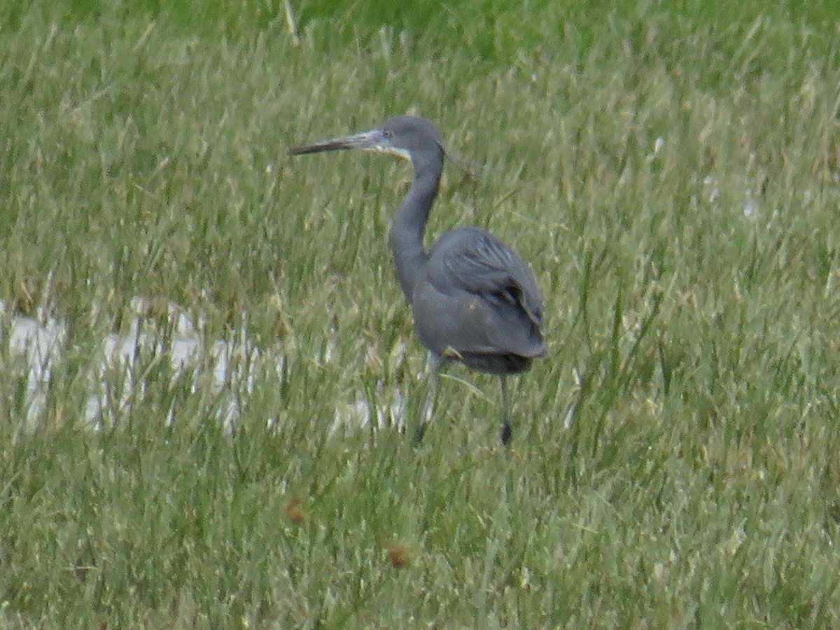 Western Reef-Heron - Ramiro Aibar