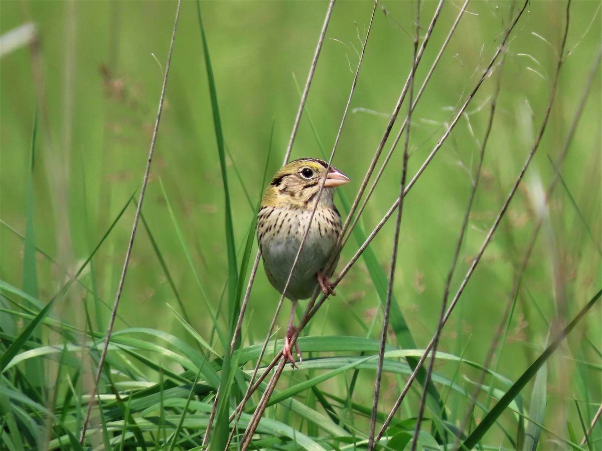 Henslow's Sparrow - ML574044181