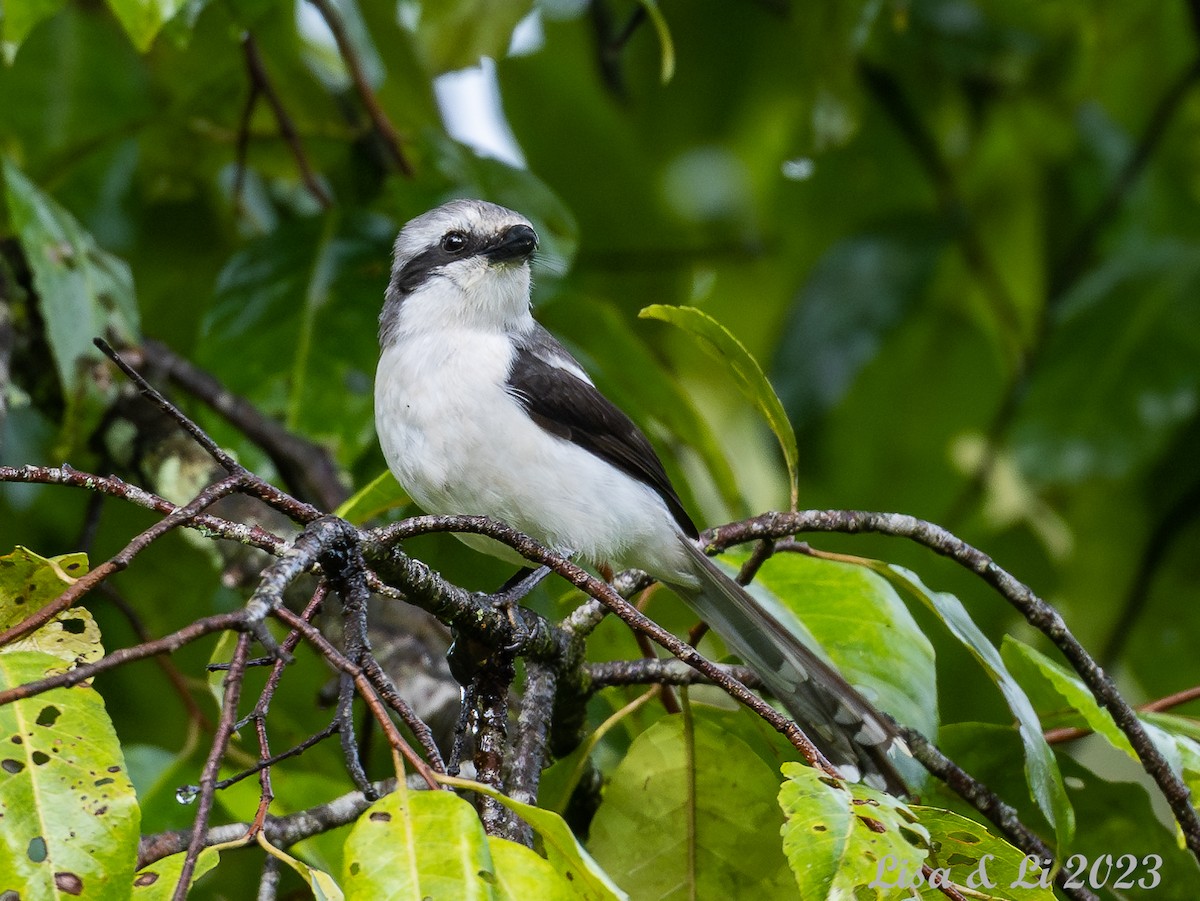 Mackinnon's Shrike - ML574044481