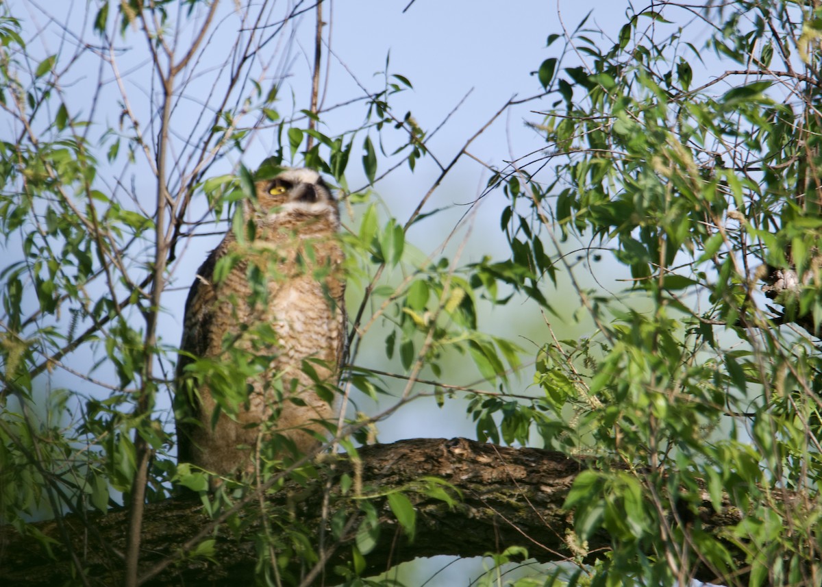 Great Horned Owl - ML574045891