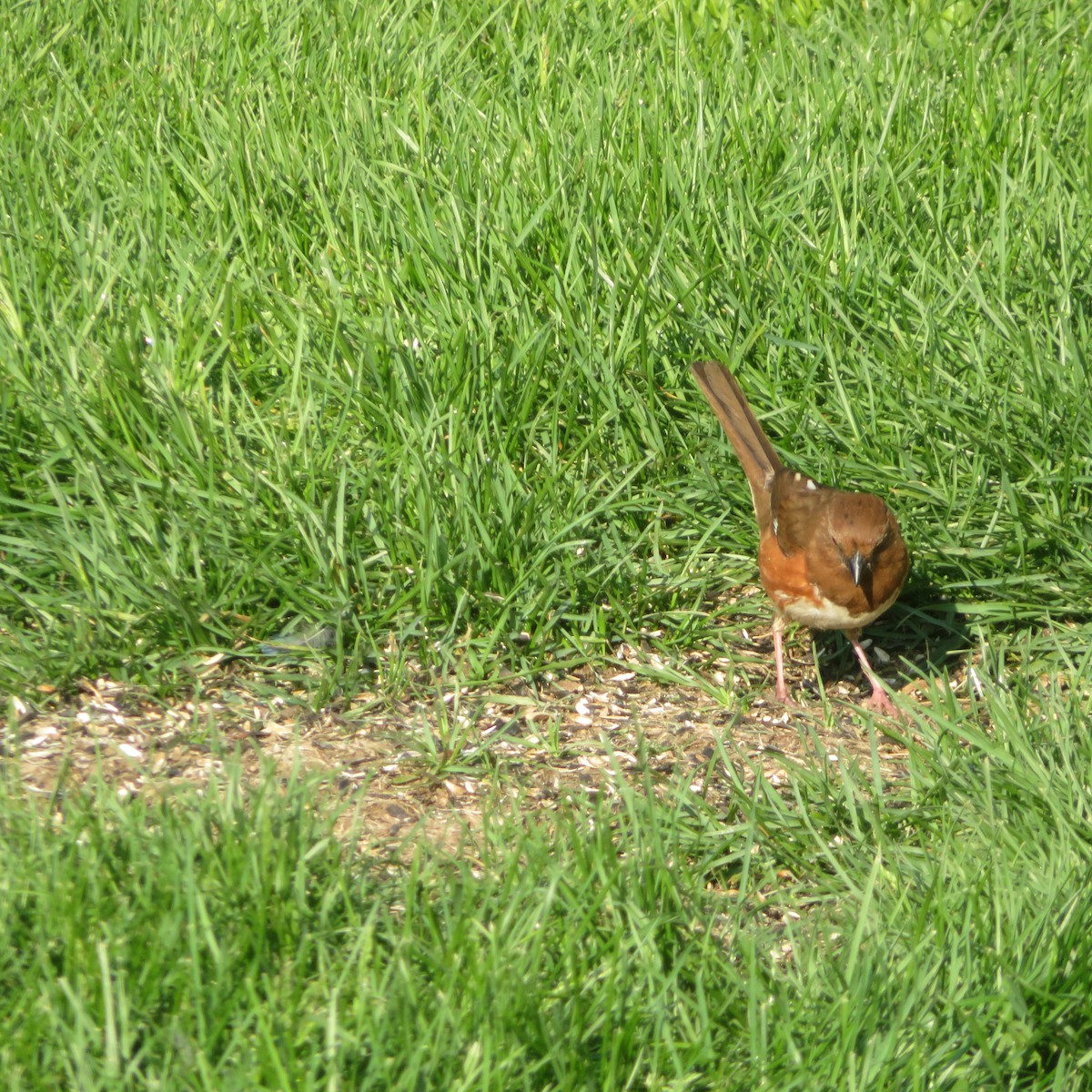 Eastern Towhee - ML574046481