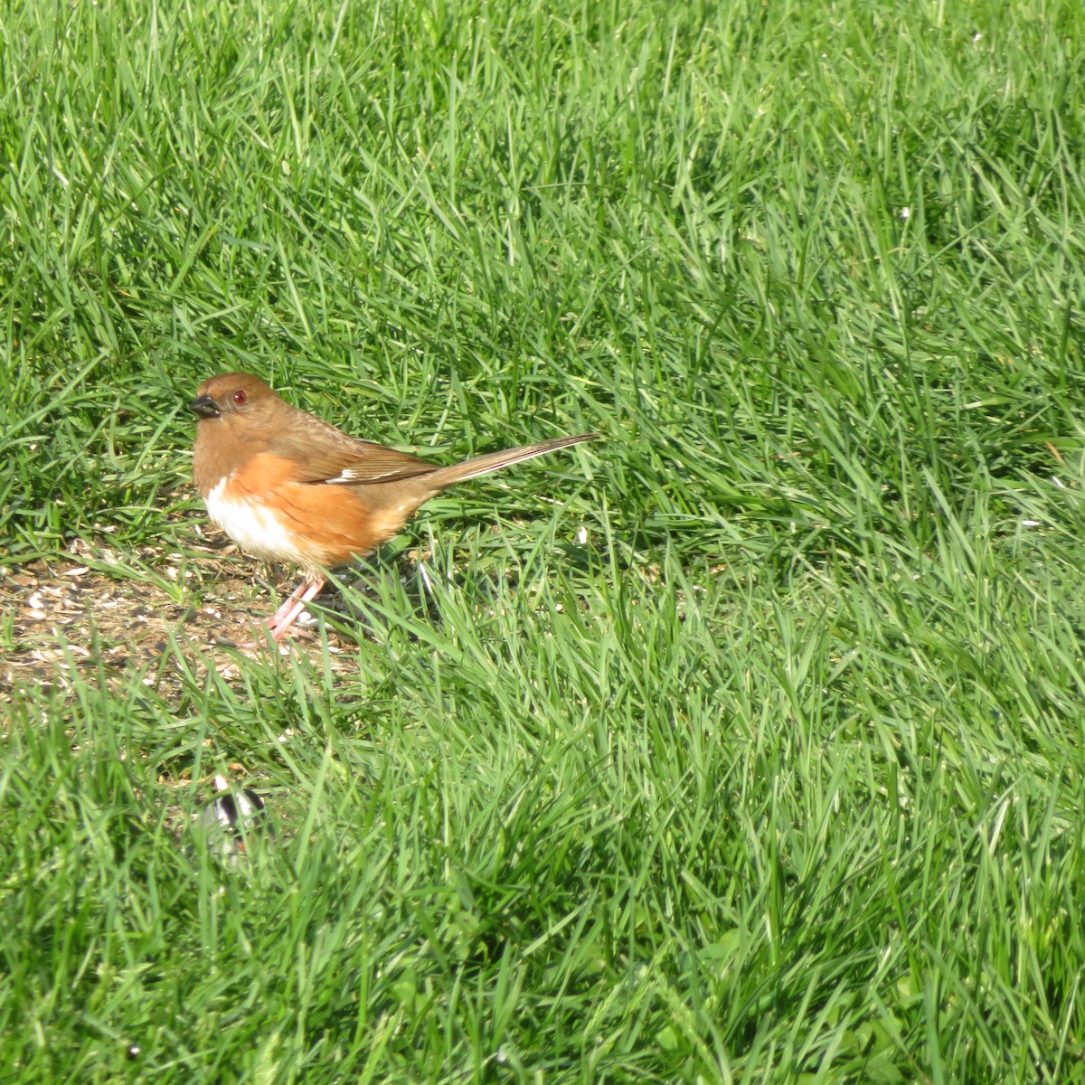 Eastern Towhee - Vincent Agnesi