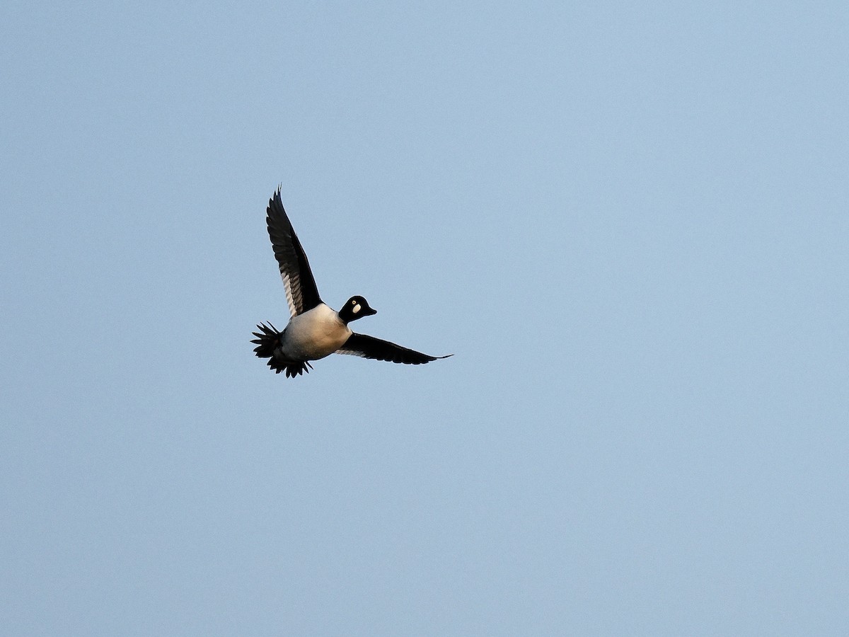 Common Goldeneye - Bruce Gates