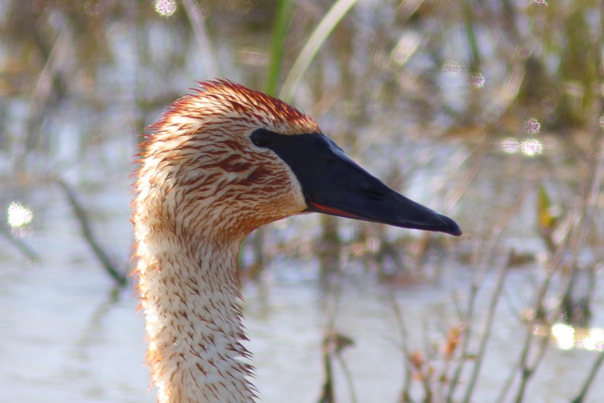 Trumpeter Swan - ML574047251