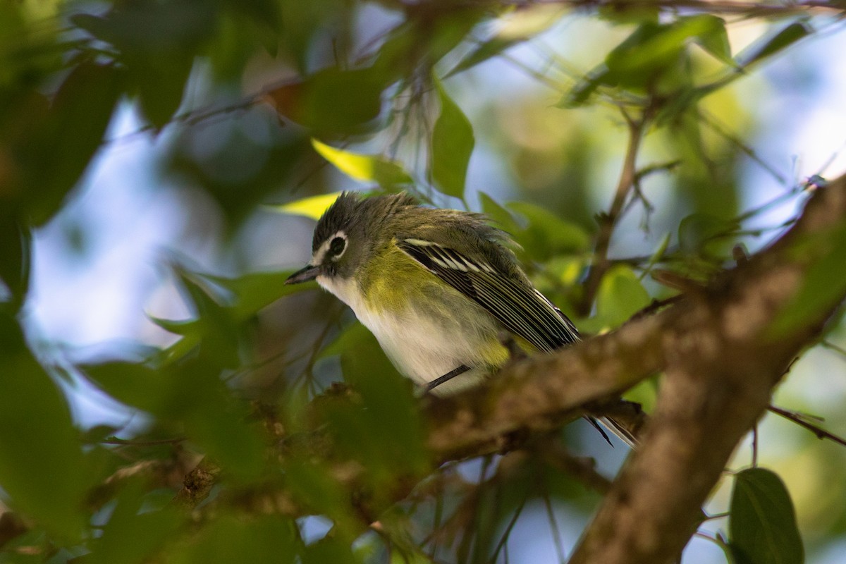 Blue-headed Vireo - ML574047321