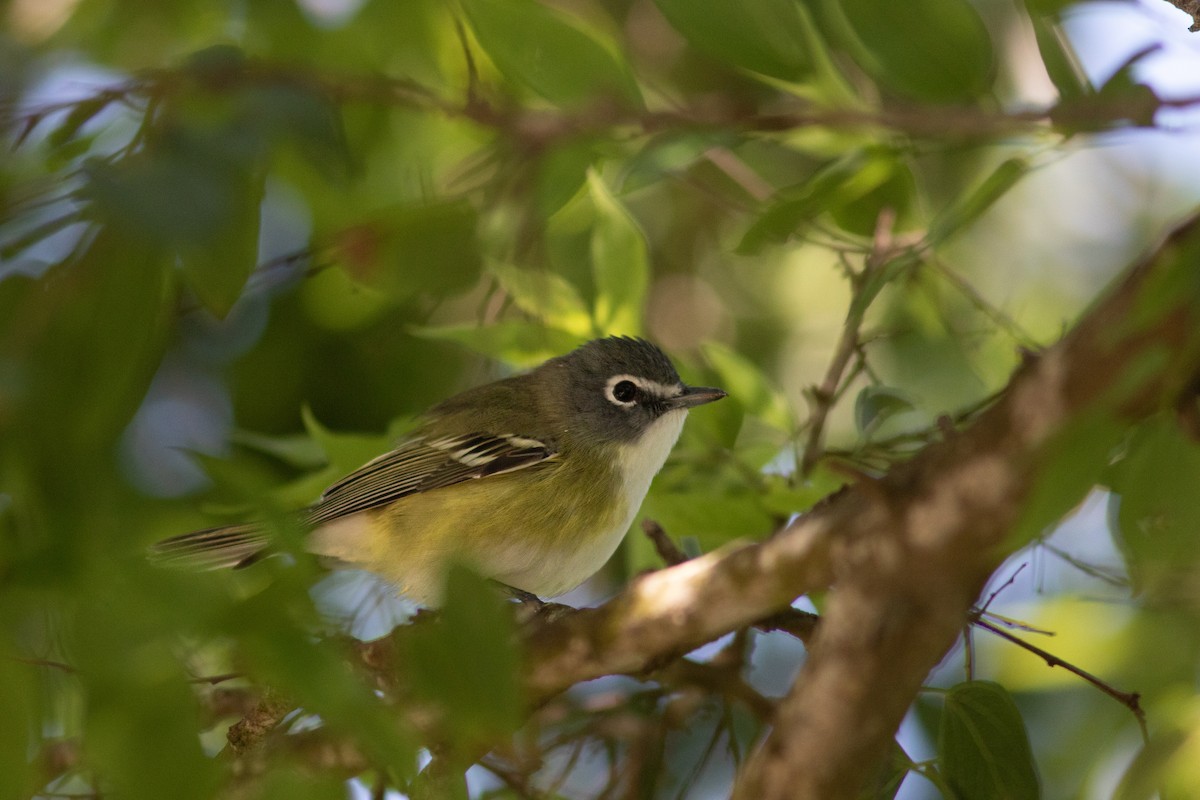 Blue-headed Vireo - ML574047411