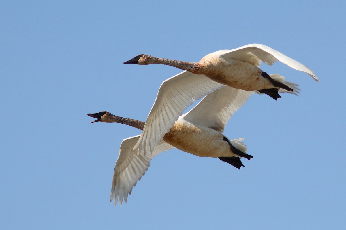 Trumpeter Swan - ML574047431