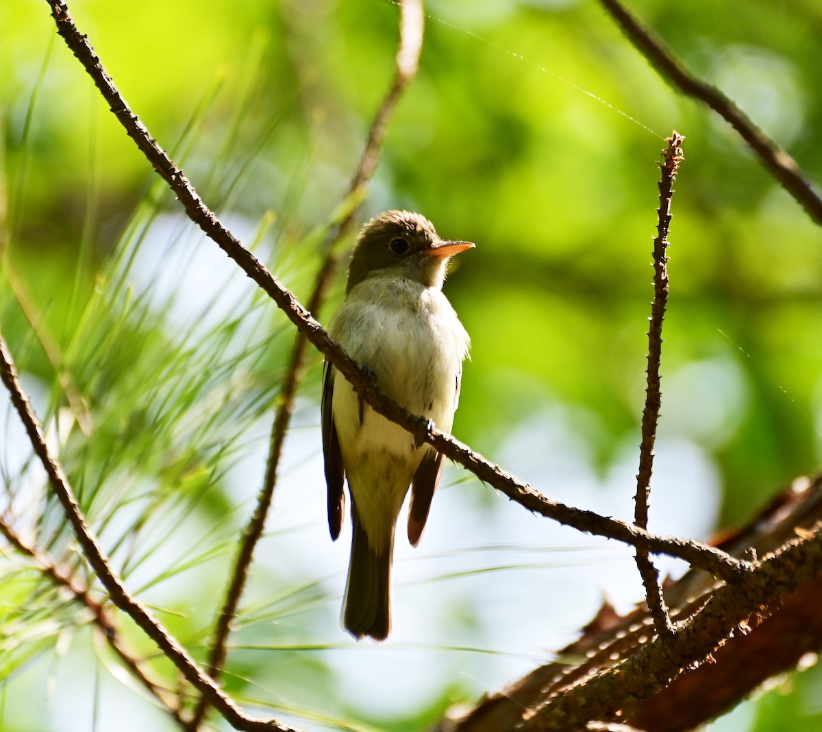 Acadian Flycatcher - ML574048111