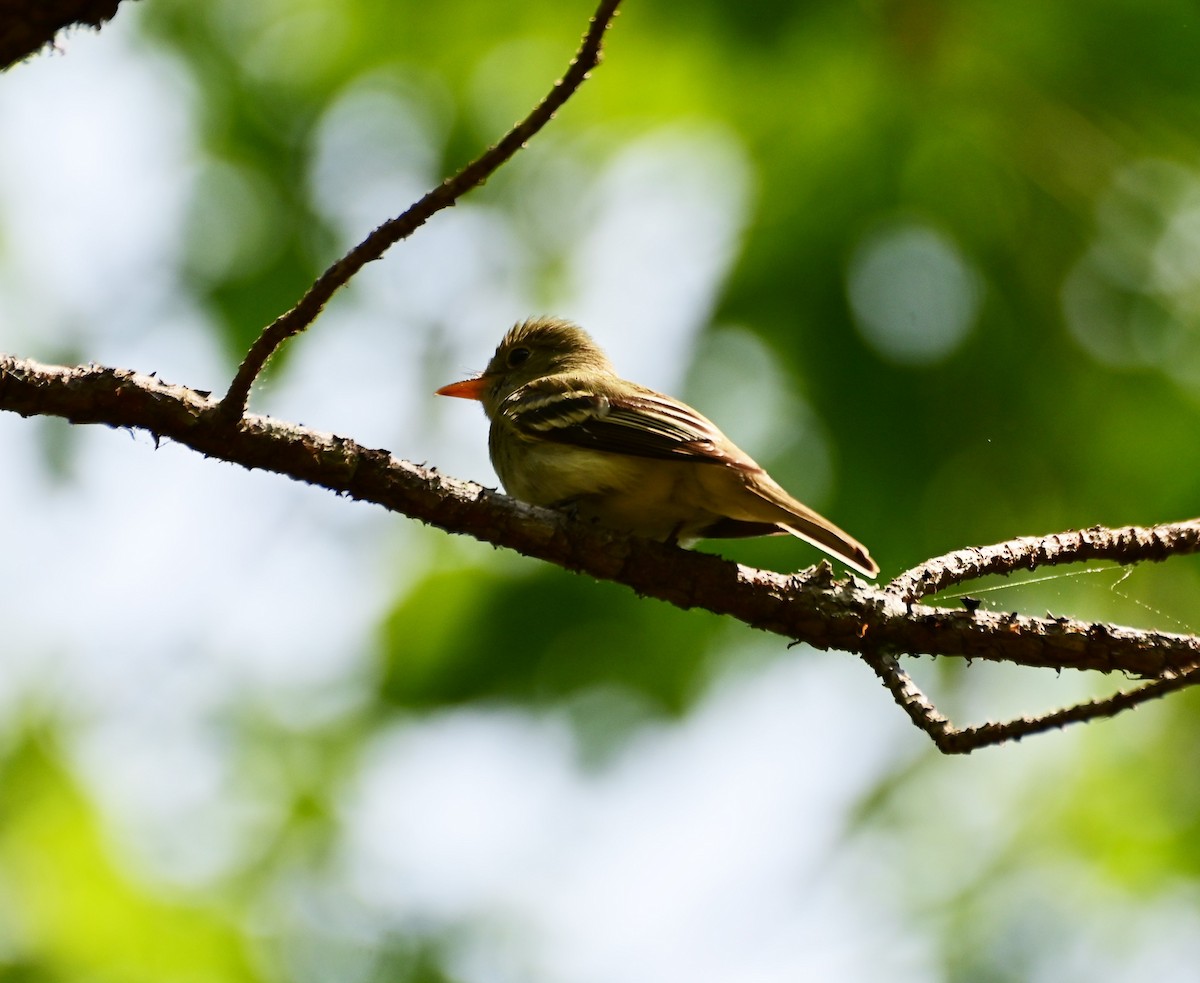 Acadian Flycatcher - ML574048251