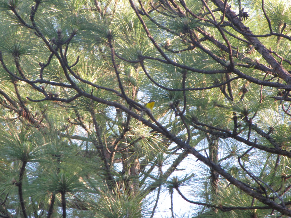 Yellow-breasted Chat - ML57405011