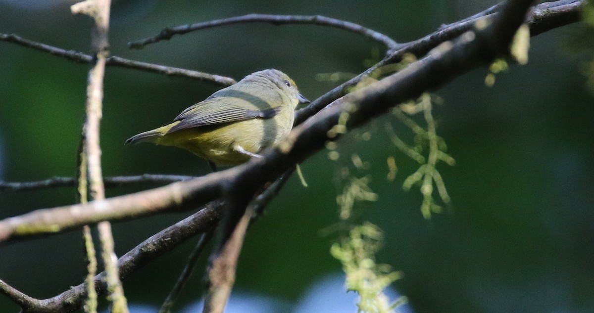 Scrub Euphonia - ML574050841