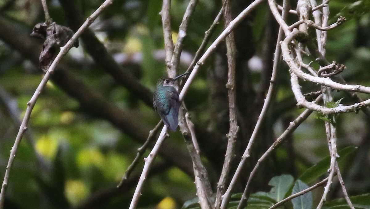 Wedge-tailed Sabrewing - ML574051511