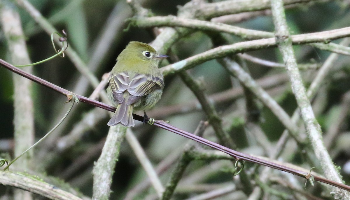 Yellowish Flycatcher - ML574051541