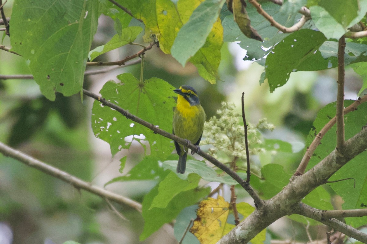 skiferkronevireo (leucotis gr.) - ML574051821