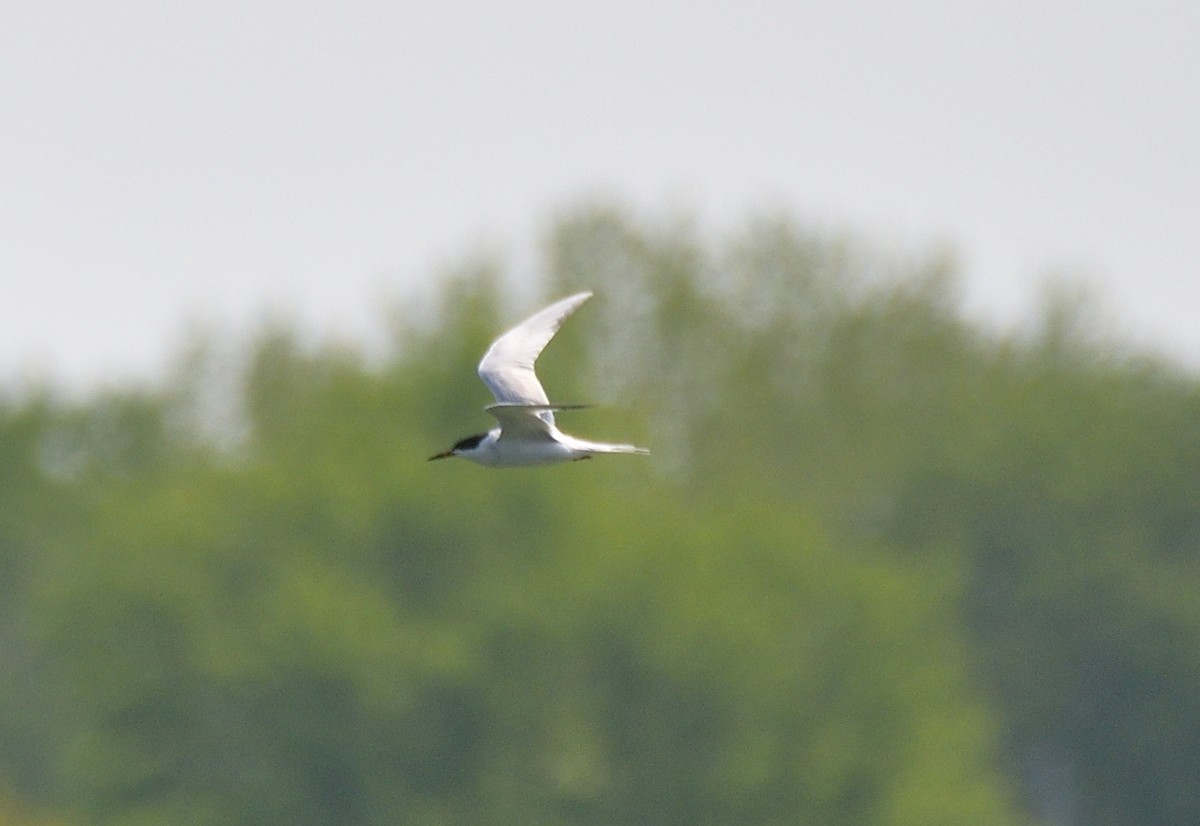 Forster's Tern - ML574051961