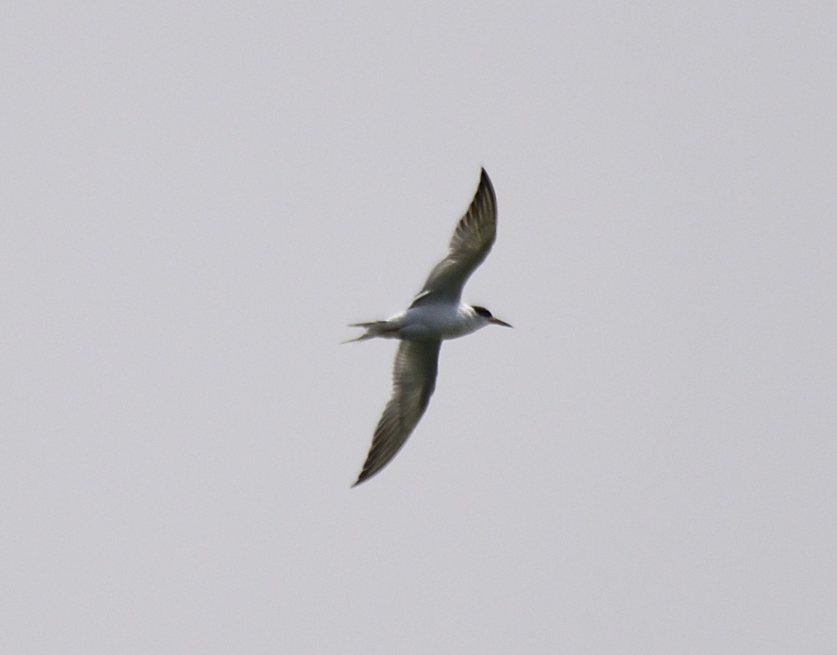 Forster's Tern - ML574051991