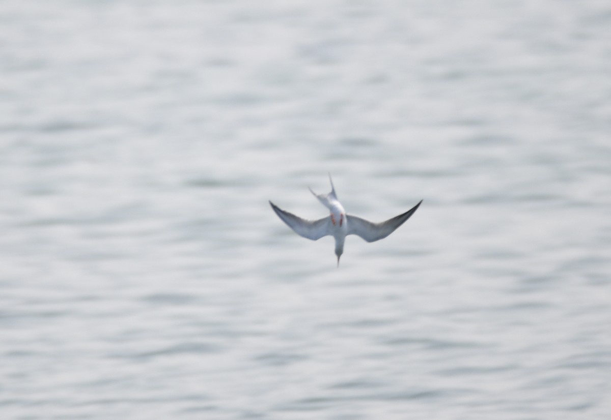 Forster's Tern - ML574052011