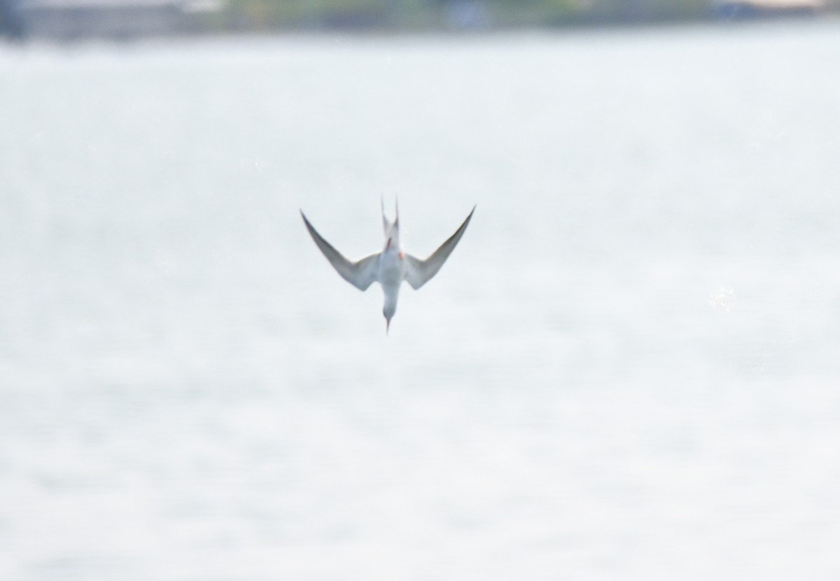 Forster's Tern - ML574052021