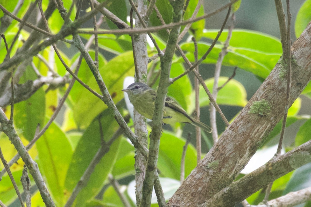 White-fronted Tyrannulet (White-fronted) - ML574053281