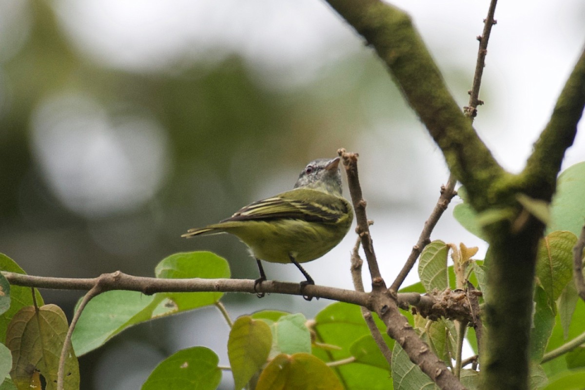 White-fronted Tyrannulet (White-fronted) - ML574053291