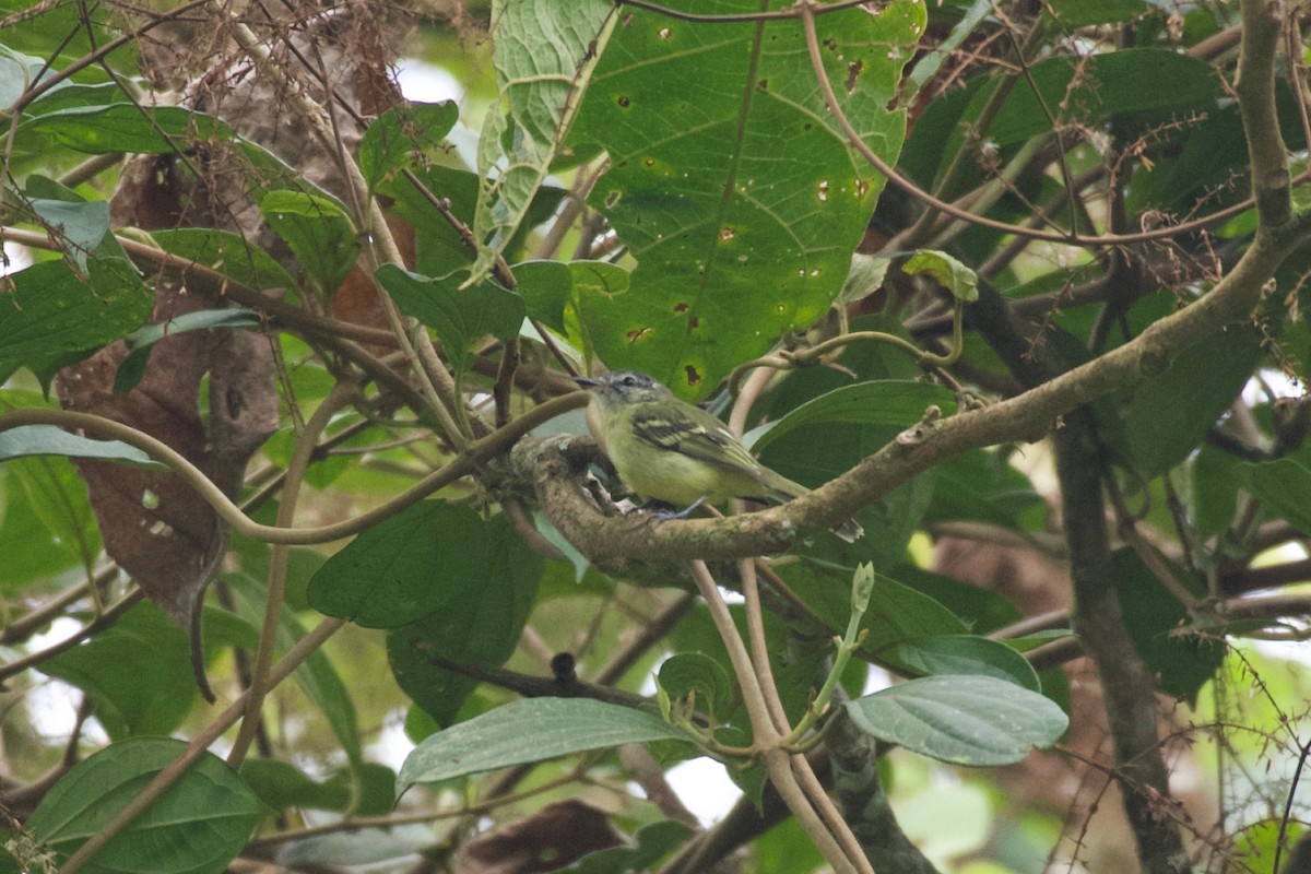 White-fronted Tyrannulet (White-fronted) - ML574053301