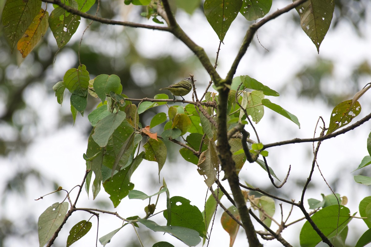 White-fronted Tyrannulet (White-fronted) - ML574053311