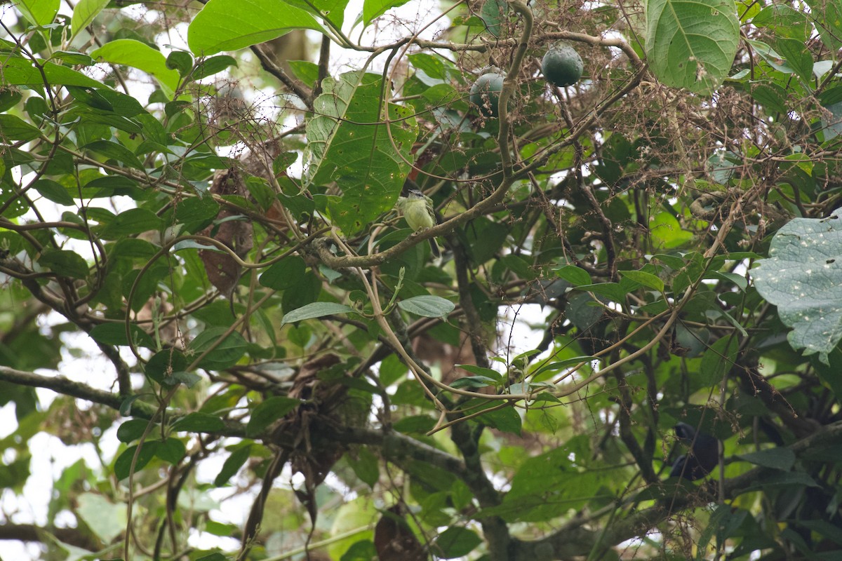 White-fronted Tyrannulet (White-fronted) - ML574053321